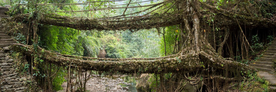 Living Root Bridges in Meghalaya