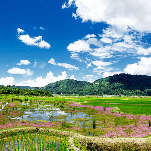 Ziro Valley
